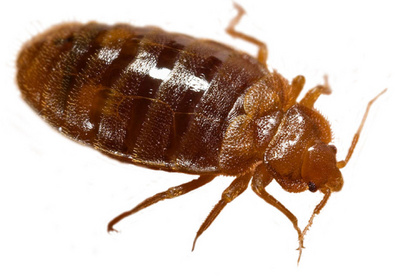 Bed bug Barrie, bed bugs Innisfil, bed bugs Angus