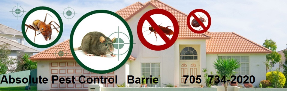 mr exterminator barrie, reliable pest control barrie