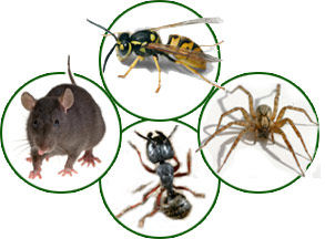 Pest control Barrie, pest control Innisfil, Pest control Orillia, Barrie exterminator