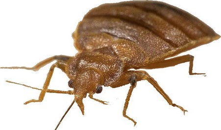 Bed bugs Barrie, bed bugs Innisfil, bed bugs Angus, bed bugs Orillia