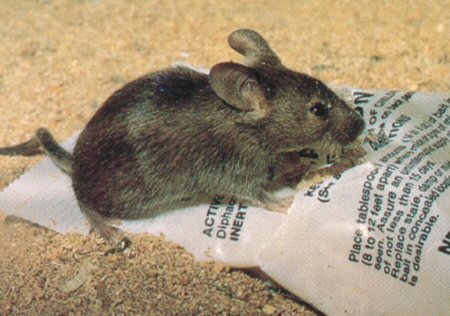 Mice control Barrie, mice control Innisfil, mice control  Orillia, mice control Angus, Alliston mice control
