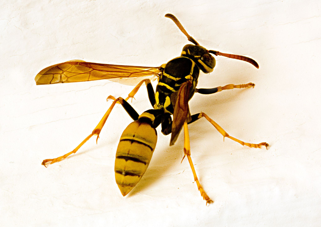 Wasp bee hornet control Barrie, wasp removal Innisfil Orillia Alliston Angus Oro-Medonte