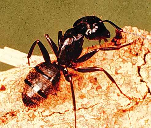 Ant control Barrie,  Innisfil, Orillia, Angus, Alliston Carpenter ant, small ant